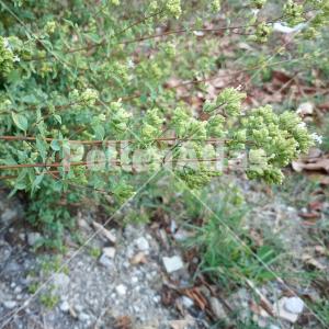 Origanum vulgare 6