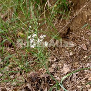 Ornithogalum narbonense