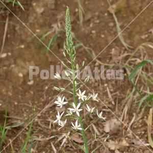 Ornithogalum narbonense