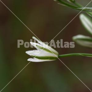 Ornithogalum narbonense