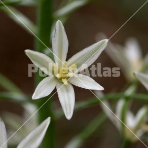 Ornithogalum narbonense