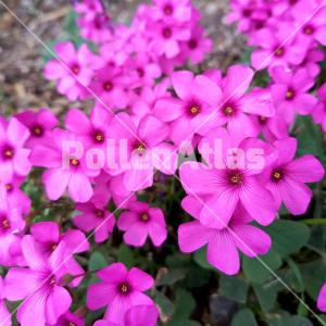 Oxalis articulata 4