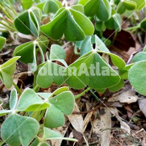 Oxalis articulata 6