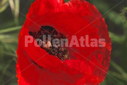 Papaver rhoeas