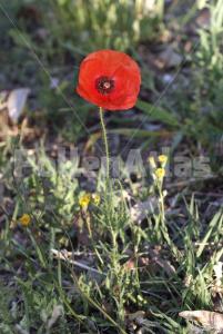 Papaver rhoeas