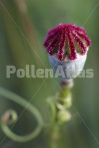Papaver rhoeas