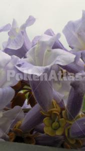 Paulownia tomentosa