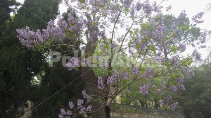 Paulownia tomentosa