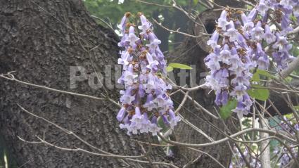 Paulownia tomentosa