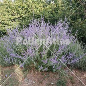 Perovskia atriplicifolia 1