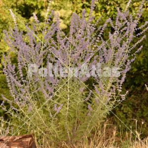 Perovskia atriplicifolia 2