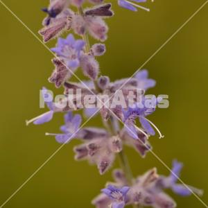 Perovskia atriplicifolia 3