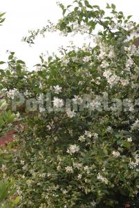 Philadelphus coronarius