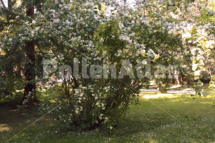 Philadelphus coronarius