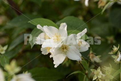 Philadelphus coronarius