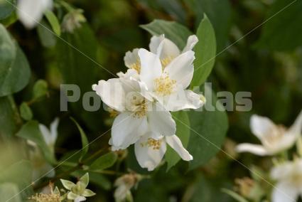 Philadelphus coronarius