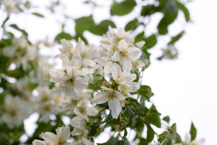 Philadelphus coronarius