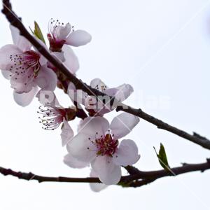 Prunus persica 3