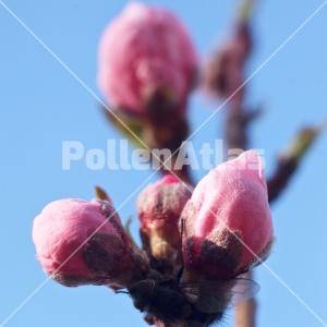 Prunus persica 4