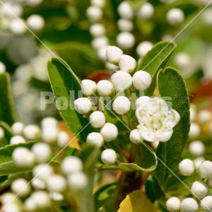 Pyracantha coccinea