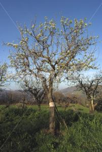Pyrus communis