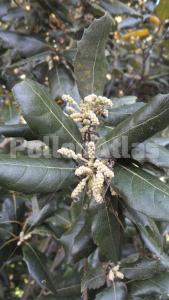 Quercus ilex L.
