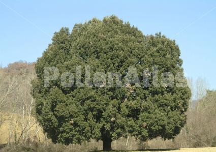 Quercus ilex L. Tree