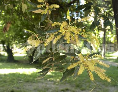 Quercus ilex L. flower