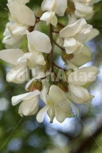 Robinia pseudoacacia