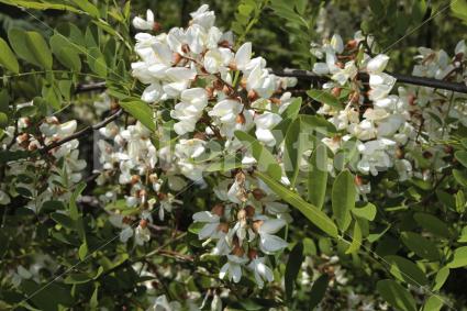 Robinia pseudoacacia