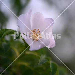 Rosa canina
