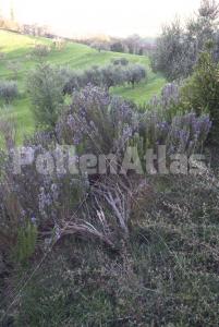 Rosmarinus officinalis