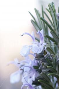 Rosmarinus officinalis