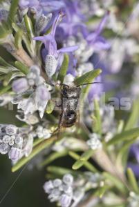 Rosmarinus officinalis