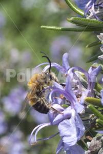 Rosmarinus officinalis