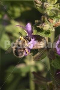 Salvia officinalis