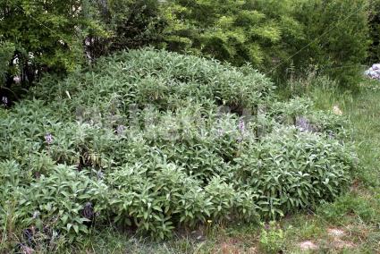 Salvia officinalis