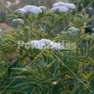 Sambucus ebulus