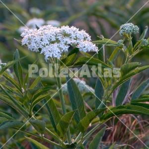 Sambucus ebulus