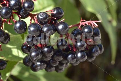 Sambucus nigra