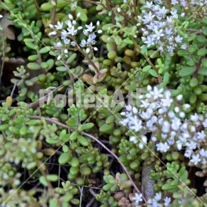 Sedum album 5