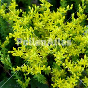 Sedum sexangulare 1