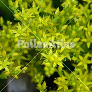 Sedum sexangulare 2