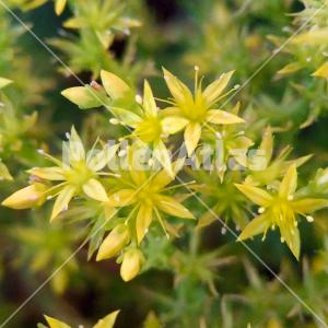Sedum sexangulare 3