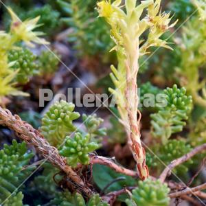 Sedum sexangulare 5