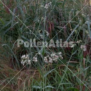 Silene vulgaris 