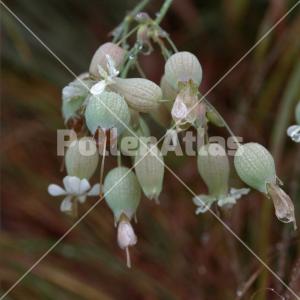 Syringa vulgaris