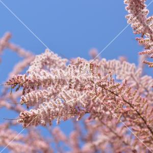 Tamarix gallica