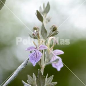 Teucrium fruticans