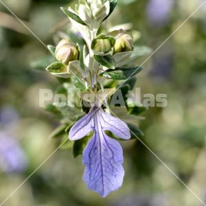 Teucrium fruticans